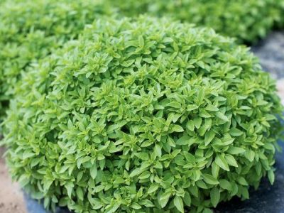 آموزش کاشت سبزه ریحان در انواع مختلف برای عید نوروز