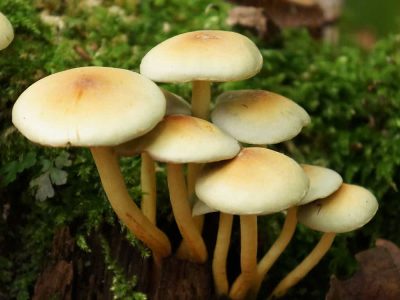 نشانههای مسمومیت با قارچ سمی را بشناسید