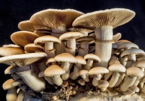 مراقب این قارچ‌ها باشید!