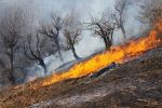 سوزاندن جنگل‌های زاگرس به خاطر انجیر و انگور / دولت آتش‌سوزی جنگل‌ها را بحران نمی‌داند / منابع طبیعی نمی‌تواند یا نمی‌خواهد نیروهایش را تجهیز کند؟