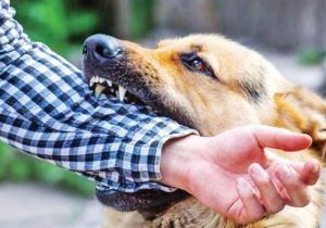 “سگ‌‌های ولگرد”، بحرانی که فردا برای چاره آن دیر است!