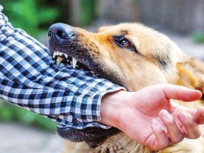 “سگهای ولگرد”، بحرانی که فردا برای چاره آن دیر است!