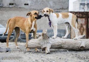 چه زمانی سگ گزیدگی باعث مرگ می‌شود؟ / ماجرای فوت کودکانی که واکسن هاری زده بودند