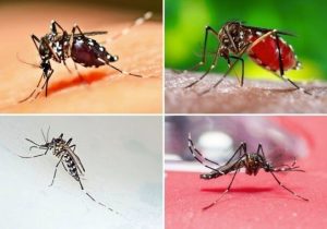 گزارش یک بیماری خطرناک؛ مراقب پشه آئدس باشید/ علائم تب دانگی چیست؟