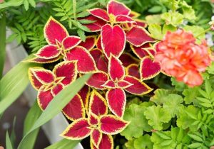 نکات طلایی برای نگهداری از گل حُسن یوسف