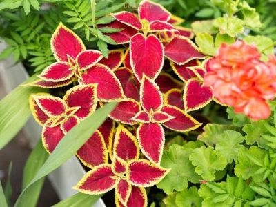 نکات طلایی برای نگهداری از گل حُسن یوسف