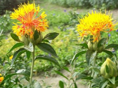 آغاز برداشت گلرنگ از مزارع اندیکا