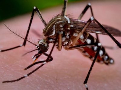 ۴۰ شهر ایران درگیر پشه آئدس ؛ این استان‌ها آلوده‌اند / احتمال همه‌گیری تب دنگی و تعطیلی برخی جزایر کشور