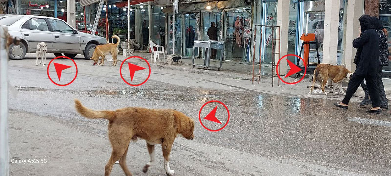 سگ بلاصاحب+هاری+سگ گزیدگی