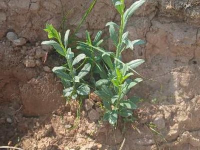 کاشت نهال بومی سازگار با اقلیم منطقه در جهت گسترش و توسعه فضای سبز