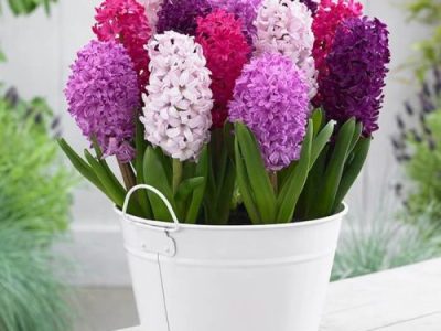 ویژگی‌های گل سنبل با دوام و با کیفیت برای سفره هفت سین ؛ نگهداری و نحوه کاشت سنبل در گلدان چگونه است ؟/ سنبل دوباره گل می‌دهد؟ / روش نگهداری از پیاز گل سنبل برای سال بعد