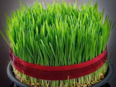 سبزه عید نوروز را به کود کمپوست تبدیل نماییم