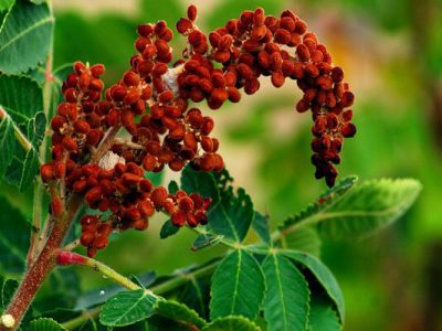 سماق؛ ادویه‌ای خوش‌طعم با چاشنی سلامت!