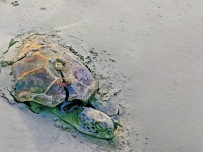 تفریح لاکچری؛ رد خونین آفرود بر پیکر طبیعت