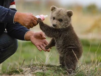 توله خرس‌های بی‌سرپرست فارس برای نگهداری به پایتخت منتقل شدند