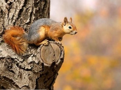 کشف محموله خرس، راکون و سنجاب در تهران!