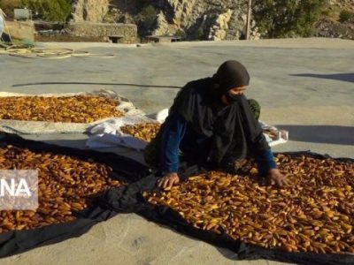 بلوط زاگرس می‌تواند جایگزین بخشی از نیاز گندم کشور شود