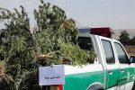 ⭕️ بیش از ۱۸۰ کیلو گرم ماری جوانا در لالی کشف و ضبط شد