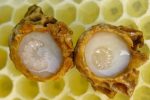 ژل رویال، محافظ ویژه اسپرم و باروری مردان