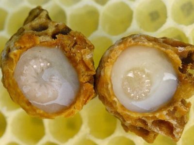 ژل رویال، محافظ ویژه اسپرم و باروری مردان