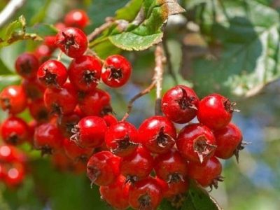میوه‌ای برای سلامت قلب و آرامش روان