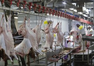 راهاندازی سردخانه کشتارگاه سنتی دام مسجدسلیمان