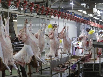 راهاندازی سردخانه کشتارگاه سنتی دام مسجدسلیمان